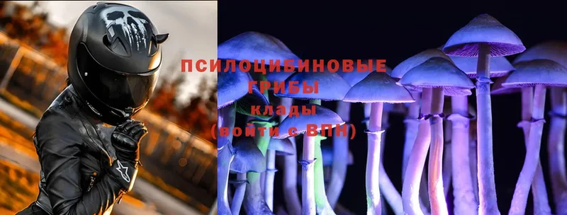 Галлюциногенные грибы Psilocybe  Нестеровская 